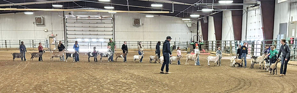 Mountrail Pioneers 4-H Club Hosts Dairy Goat Clinic