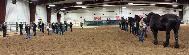 Horse Contest Held In Stanley
