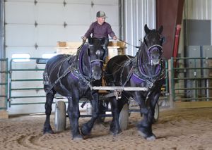 Draft Horse Challenge Continues